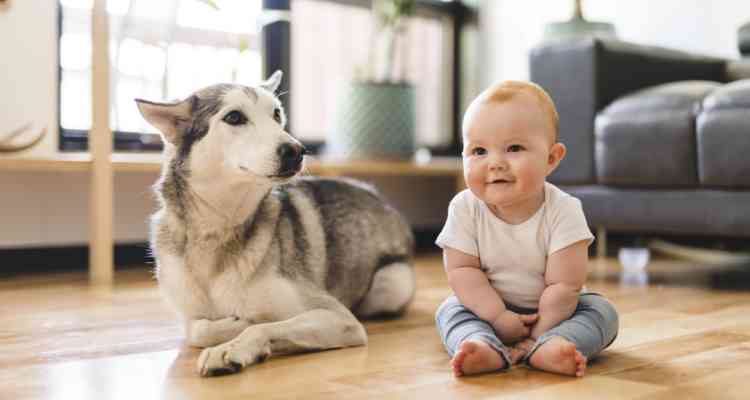 newborns and pets